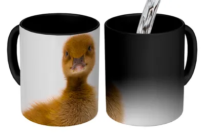 Obrázok produktu pre KitchenYeah® Magický hrnček Magický hrnček Magická kačička sa pozerá do fotoaparátu 350 ml hrnček na zmenu farby nápad na darček - magický hrnček - fotohrnček - keramické hrnčeky - obrázky - hrnček na kávu - nápoj