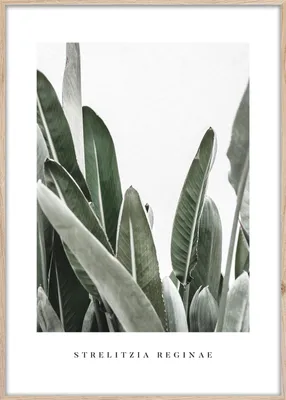 Produktbild von STYLER ARTBOX STRELITZIA Wandbild 50x70 cm gerahmt Pflanzenmotiv Blatt Natur Deko Wohnzimmer Schlafzimmer modern