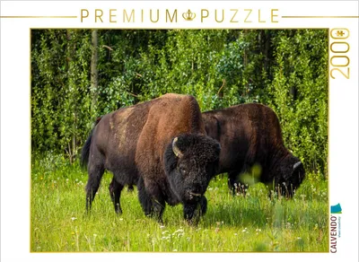 Produktbild von CALVENDO Puzzle Waldbison 2000 Teile Puzzle quer | 2000 Teile Lege-Größe 90x67cm Foto-Puzzle für glückliche Stunden