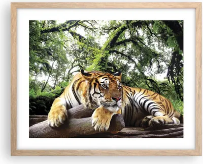 Produktbild von Gerahmtes Poster - Rahmen in heller Eiche - Tiger Dschungel Ruhe - 50x40 cm - Wand Bild - Wanddeko - Wandbilder - Wandposter - Bilderrahmen - Bilder - Kunstdruck - Wandbild - P2NAA50x40-4166