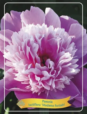 A close-up of a pink and white peony flower.