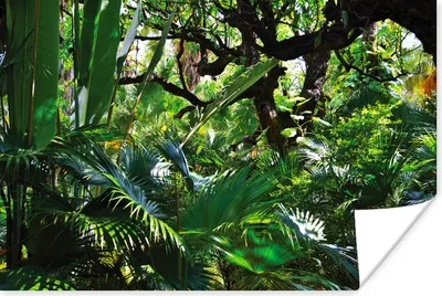 Produktbild von MuchoWow® Poster Schöne Muster von Blättern und Bäumen in einem Regenwald 30x20 cm - Plakate - Print