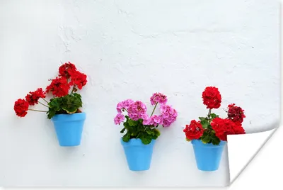 Produktbild von MuchoWow® Poster Blaue Töpfe mit Geranienblüten 120x80 cm - Bilder