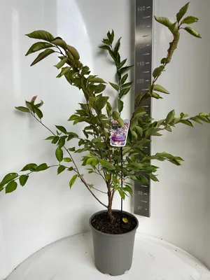 Image de Prunus 'Accolade' - Cerisier ornemental | 70-80 cm en pot
