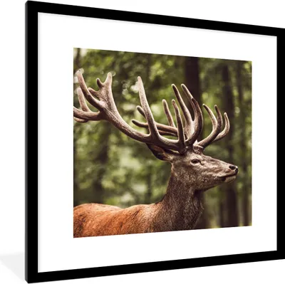 Produktbild von MuchoWow® Gerahmtes Poster Hirsch - Natur - Geweih - Wald - Tiere 40x40 cm - Poster mit Schwarzem Bilderrahmen Wandposter Rahmen Foto Bilder - Poster - Plakat im Rahmen