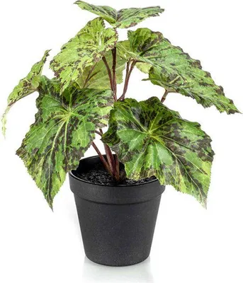 Productafbeelding van Begonia leaves bush 25 cm in black pot Emerald