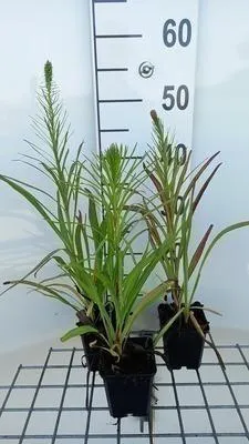 Image de 6 x Liatris spic. 'Floristan Violett' - Prachtscharte - Topf 9 x 9 cm