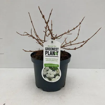 Productafbeelding van Viburnum plicatum 'Newport' - Japanse sneeuwbal | 30-40 cm in pot