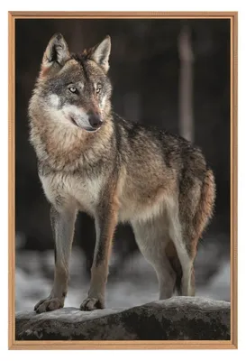 Image de Tableau mural encadré le loup 65x97 cm, Tableau mural moderne pour décoration intérieure