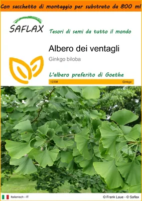 Immagine prodotto di SAFLAX Garden in the bag - Albero dei ventagli - 4 semi - Ginkgo