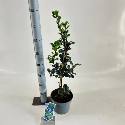 Produktbild von Ilex meserveae 'Blue Prince' - Stechpalme | 50-60 cm im Topf
