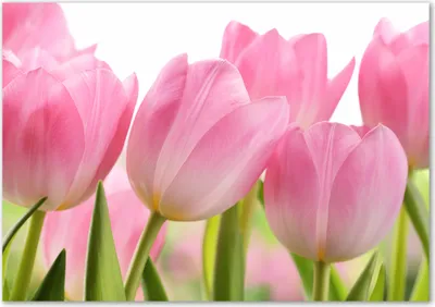 Produktbild von Tulup® Glas-Bild - 100 x 70 - Wandbild aus Glas - Wandkunst - Wandbild hinter gehärtetem Sicherheitsglas - Blumen & Pflanzen - Rosa Tulpen - Rosa