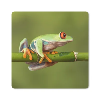 Produktbild von MuchoWow® Mauspad Mousepad Rotäugiger Quecksilberfrosch auf Bambus 20x20 cm - Mousepads - Maus Mat - Pad - Mausunterlage - Desk Mat - Bureauartikeln