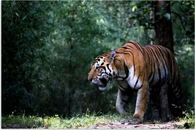 Produktbild von MuchoWow® Poster Tiger - Wald - Bäume 120x80 cm - Bilder