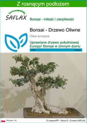 Zdjęcie produktu dla SAFLAX - Bonsai - Drzewo Oliwne - 20 Nasiona - Z podłożem uprawowym wolnym od zarazków - Olea europea