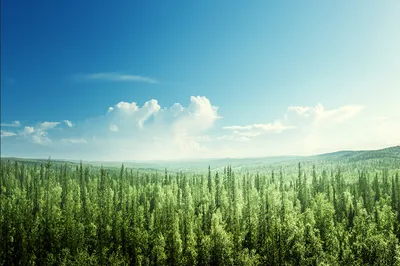 Produktbild von Muralo Fototapete Landschaft 300 (B) x 210 (H) cm Vlies Tapete Wandtapeten Wald Bäume Himmel Wohnzimmer Schlafzimmer moderne Wandbilder XXL Natur Panorama Wand Dekoration