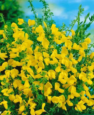 Produktbild von Cytisus scoparius 'Vanesse', Besenginster, rosa Blüten, 60–80 cm