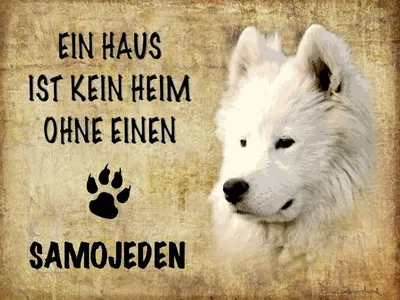 Produktbild von vianmo Holzschild 30x40 cm Samojeden Hund ohne kein Heim