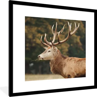 Produktbild von MuchoWow® MuchoWow® Gerahmtes Poster Hirsche - Gras - Wald - Geweih 40x40 cm - Poster mit zchwarzem Bilderrahmen - Poster - Plakat im Rahmen