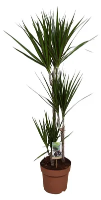 Immagine prodotto di Dracaena marginata - 110-120cm - Ø21cm - Pianta d'appartamento - Sempreverde