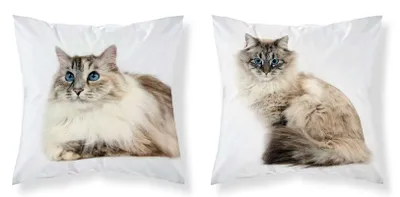 Obrázok produktu pre DETEXPOL Obliečka na vankúš Cat blue eyes micro Polyester, 40/40 cm