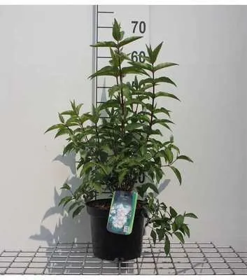 Zdjęcie produktu dla Deutzia scab. 'Plena' - Mayflower krzew 60-80 cm pojemnik