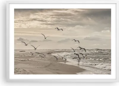 Produktbild von Gerahmtes Poster - Weißer Rahmen - Möwen Küste Boho - 70x50 cm - Wand Bild - Wanddeko - Wandbilder - Kunstposter - Wandposter - Bilderrahmen - Bilder - Kunstdruck - Wanddekoration - P2WAA70x50-4723