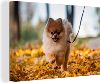 Obrázek produktu pro OneMillionCanvasses® - Výtisky na plátně - 140x90 cm, Pomeranian v listí, nástěnné umění tisk nástěnné dekorace