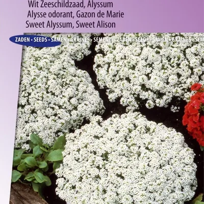 Image de Graines d'Alyssum Snowcloth White Seashell – Qualité supérieure pour des fleurs blanches comme neige et parfumées – parfaites pour le jardin et la décoration