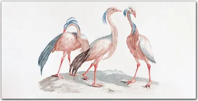 Produktbild von Coloray Bild aus Leinwand 100x50 Leinwand Dekoration - Tier Vogel