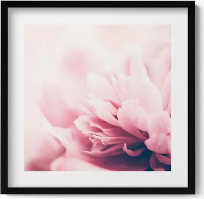 Produktbild von Nahaufnahme von Pfingstrosenblüten– Wandbild mit Rahmen – Gerahmtes Bild  – Wanddekoration – 50x50 cm –  Schwarz Rahmen