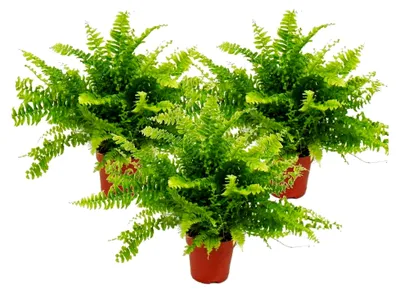 Produktbild von Nephrolepis, 3er Set Schwertfarn 12cm