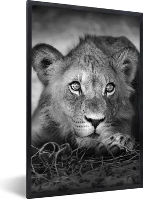 Produktbild von MuchoWow® Gerahmtes Poster Wildtiere - Löwe - Natur - Schwarz - Weiß 40x60 cm - Poster mit Schwarzem Bilderrahmen Wandposter Rahmen Foto Bilder - Papierdruck - Wandbilder