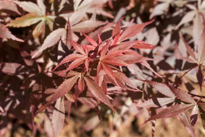 Produktbild von Acer palmatum 'Skeeters Broom', Japanischer Ahorn, 40–60 cm