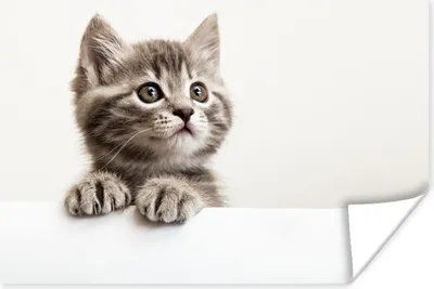 Produktbild von MuchoWow® Poster Katze - Grau - Tiere 180x120 cm - Fotoplakat