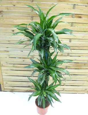 Produktbild von [Palmenlager] - XL Dracaena de. Warneckei 150 cm - 3er Tuff - Drachenbaum - // Zimmerpflanze- warneckii