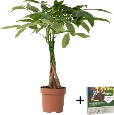 Produktbild von Glückskastanie - Pachira aquatica - Höhe 60-70cm - ⌀17cm