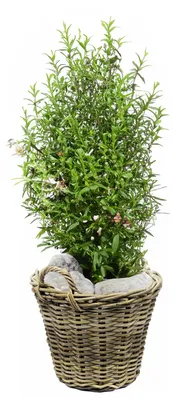 Produktbild von Pflanzen-/blumenkorb mit Griffen - Rattan geflochten -D30 x H23 cm -Pflanztopf/Pflanzkorb