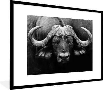 Produktbild von MuchoWow® Gerahmtes Poster Tiere - Büffel - Schwarz - Weiß - Porträt 80x60 cm - Poster mit Schwarzem Bilderrahmen Wandposter Rahmen Foto Bilder - Schlafzimmer-Dekorationen - Fotoposter