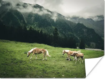 Produktbild von MuchoWow® Poster Drei Haflinger Pferde 160x120 cm - Foto Plakat