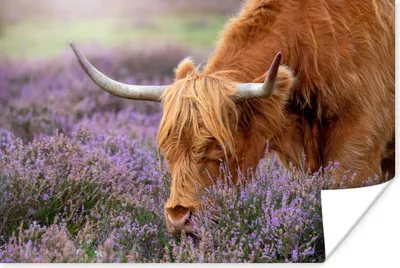 Produktbild von MuchoWow® Poster Schottische Highlander - Tiere - Heide 120x80 cm - Bilder