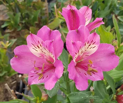 Image de Alstroemeria x GARDEN SUMMER SAINT® 'Tessumsaint' / Lys des Incas