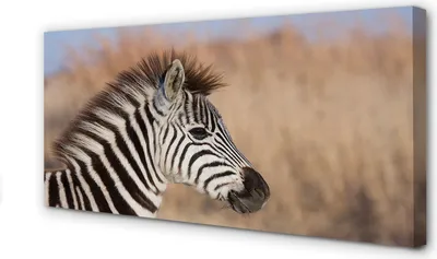 Produktbild von Leinwandbild 120x60 Wandkunst Zebra