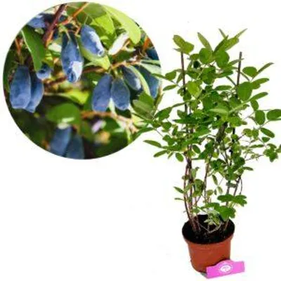 Obrázek produktu pro Lonicera caerulea 'Larisa' - Modrá ostružina - výška 70 cm - květináč o objemu 2 litry