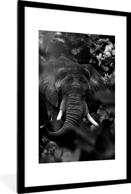 Produktbild von MuchoWow® Gerahmtes Poster Elefant und Schmetterlinge im Dschungel - schwarz und weiß 60x90 cm - Poster mit Schwarzem Bilderrahmen Wandposter Rahmen Foto Bilder - Dekoration - Wandposter Wohnzimmer - Hochwertig