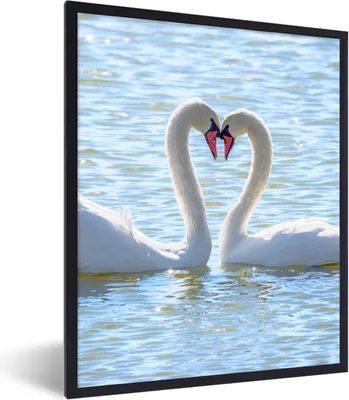 Produktbild von MuchoWow® Gerahmtes Poster Vögel - Schwan - Wasser - Liebe - Sonne 60x80 cm - Poster mit Schwarzem Bilderrahmen Wandposter Rahmen Foto Bilder - Premium - Wanddeko Wohnzimmer