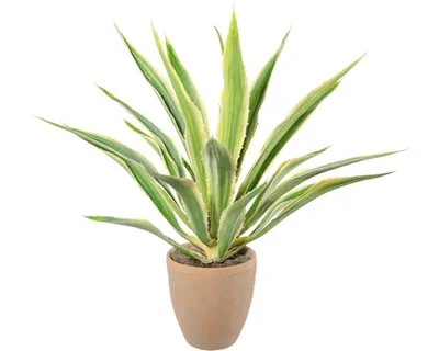 Produktbild von Kunstpflanze Agave Höhe: 85 cm grün