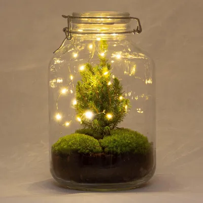 Produktbild von Flaschengarten - DIY Bausatz - Terrarium - Christmas - ↕28cm