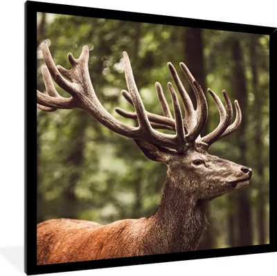 Produktbild von MuchoWow® Gerahmtes Poster Hirsch - Natur - Geweih - Wald - Tiere 40x40 cm - Poster mit Schwarzem Bilderrahmen Wandposter Rahmen Foto Bilder - Mit Rahmen - Wanddekoration Schlafzimmer