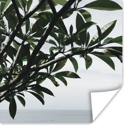 Produktbild von MuchoWow® Poster Baum - Ast - Meer 100x100 cm - Babyzimmer
